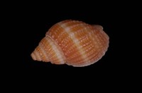 藏品(正織紋螺)的圖片